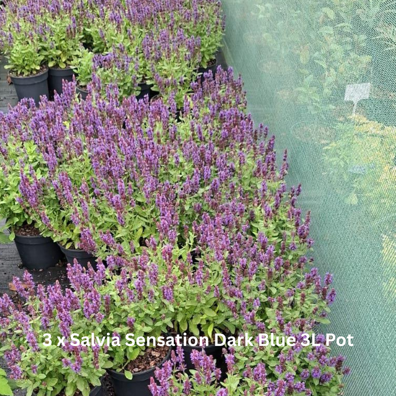 20 x Drought Tolerant Border Pack
