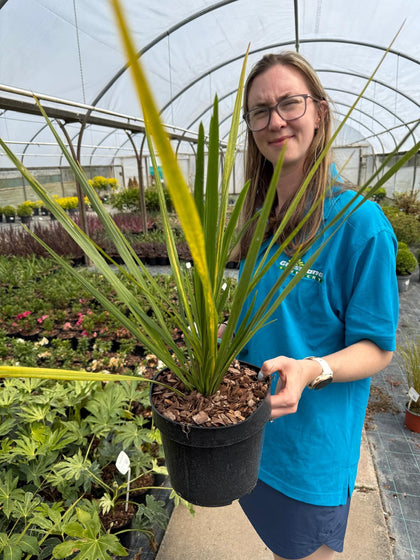 Cordyline australis - Cabbage Palm 3 Litre Pot
