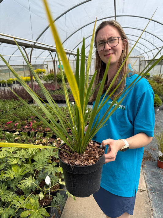 Cordyline australis - Cabbage Palm 3 Litre Pot