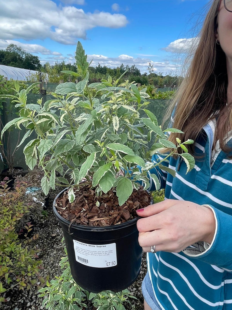 Caryopteris White Suprise 3 Litre Pot