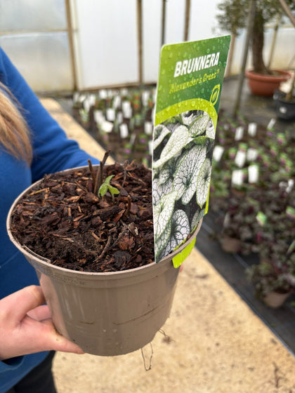 Brunnera Alexanders Great 2 Litre Pot