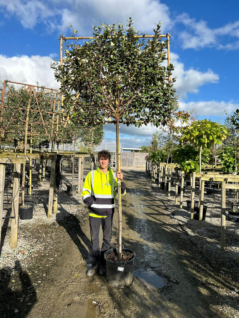 Elaeagnus Ebbingei Pleached Std 12/14cm Girth 180cm Stem 120x150cm Frame