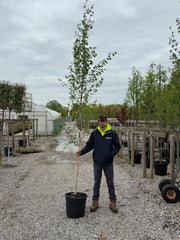 Betula Utilis Jacquemontii 8-10 Girth More Ready June