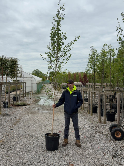 Betula Utilis Jacquemontii 8-10 Girth More Ready June