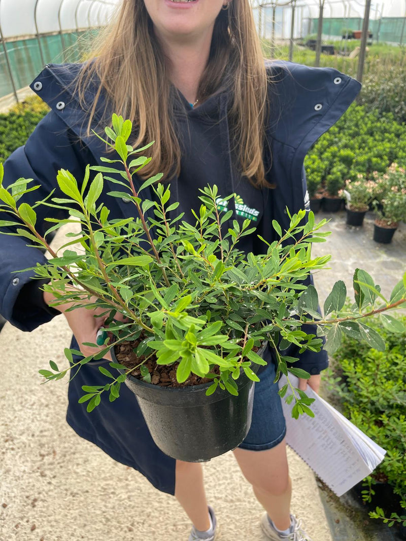 Spiraea Nipponica Snowmound 3 Litre Pot