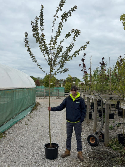 Acer Camp Red Shine 8-10cm Girth Pot Growing Ready-Pre-Order June