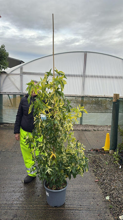 Liriodendron tulipifera Aureomarginatum 15 Litre Pot