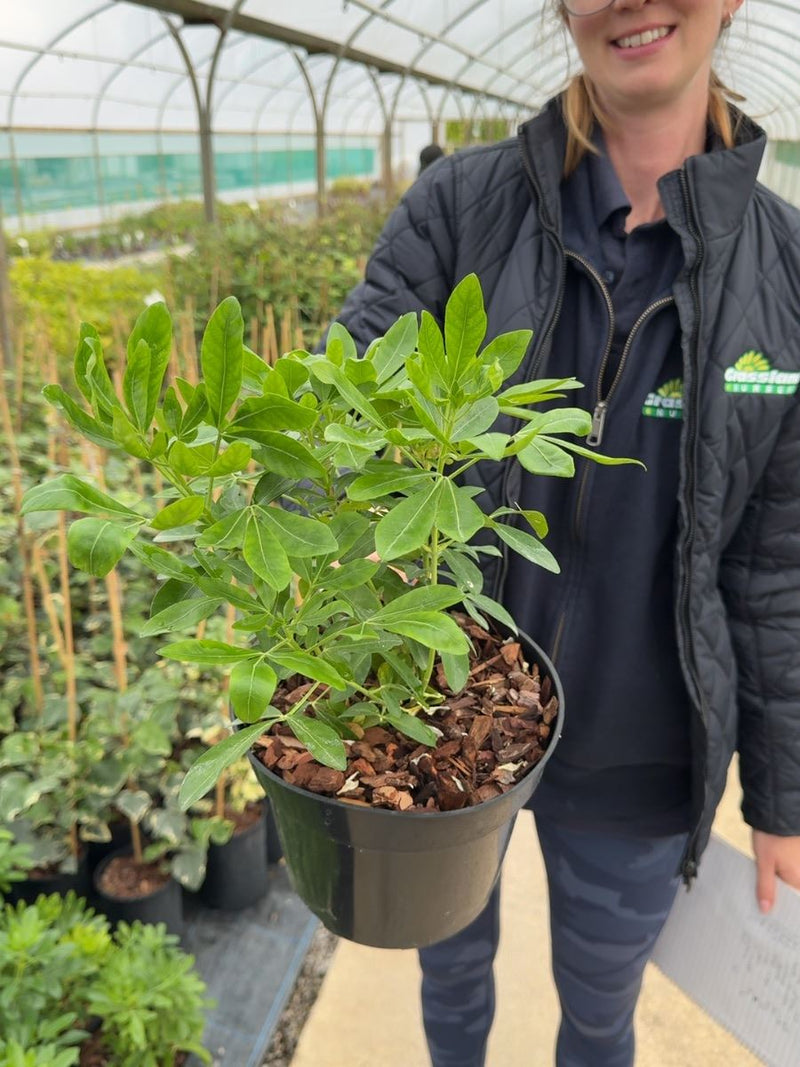 Choisya ternata - Mexican Orange Blossom 3 Litre Pot