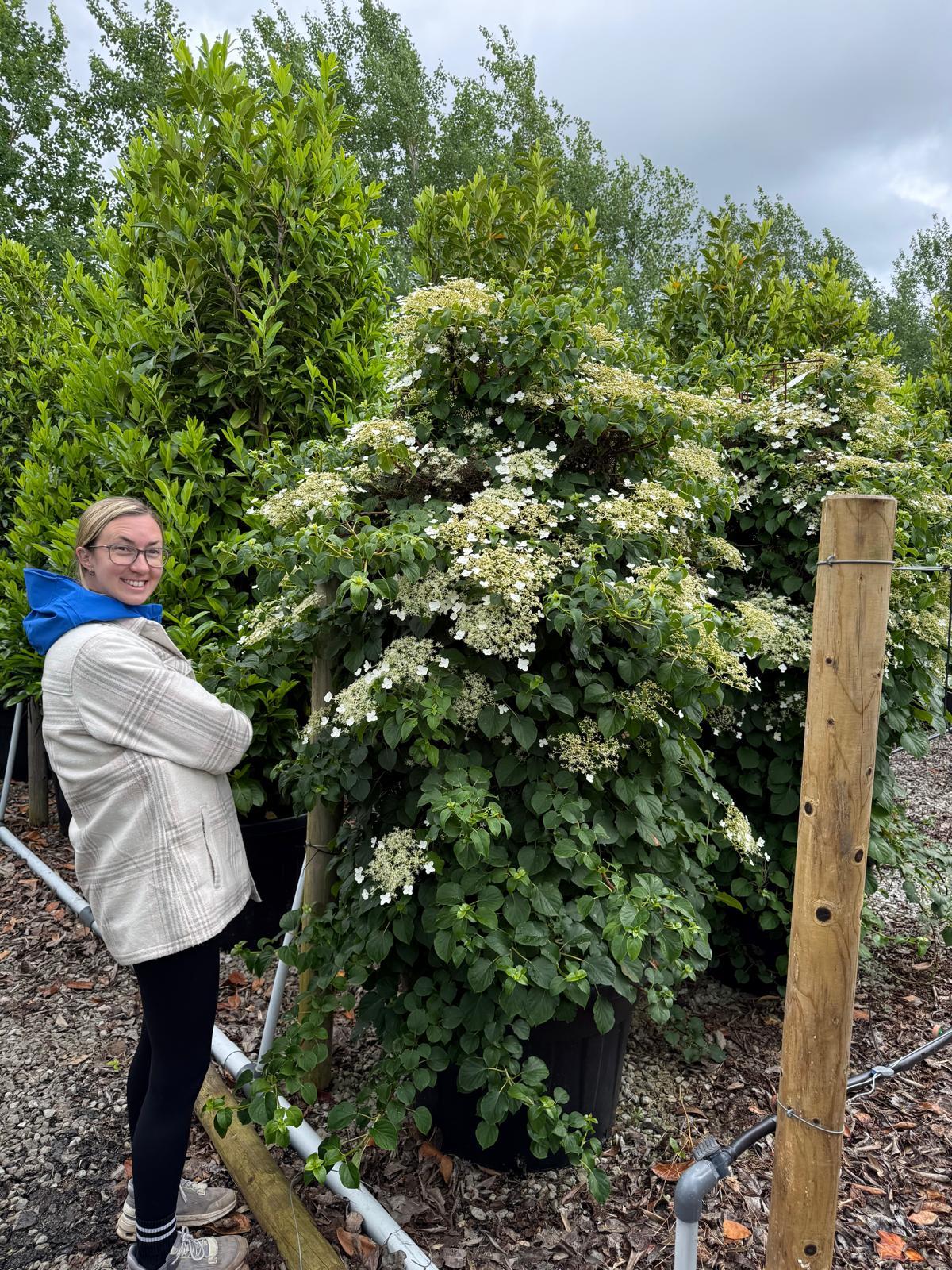 Hydrangea Petiolaris Specimen 200/225cm 110 Litre Pot