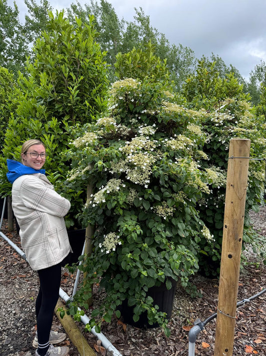 Hydrangea Petiolaris Specimen 200/225cm 110 Litre Pot