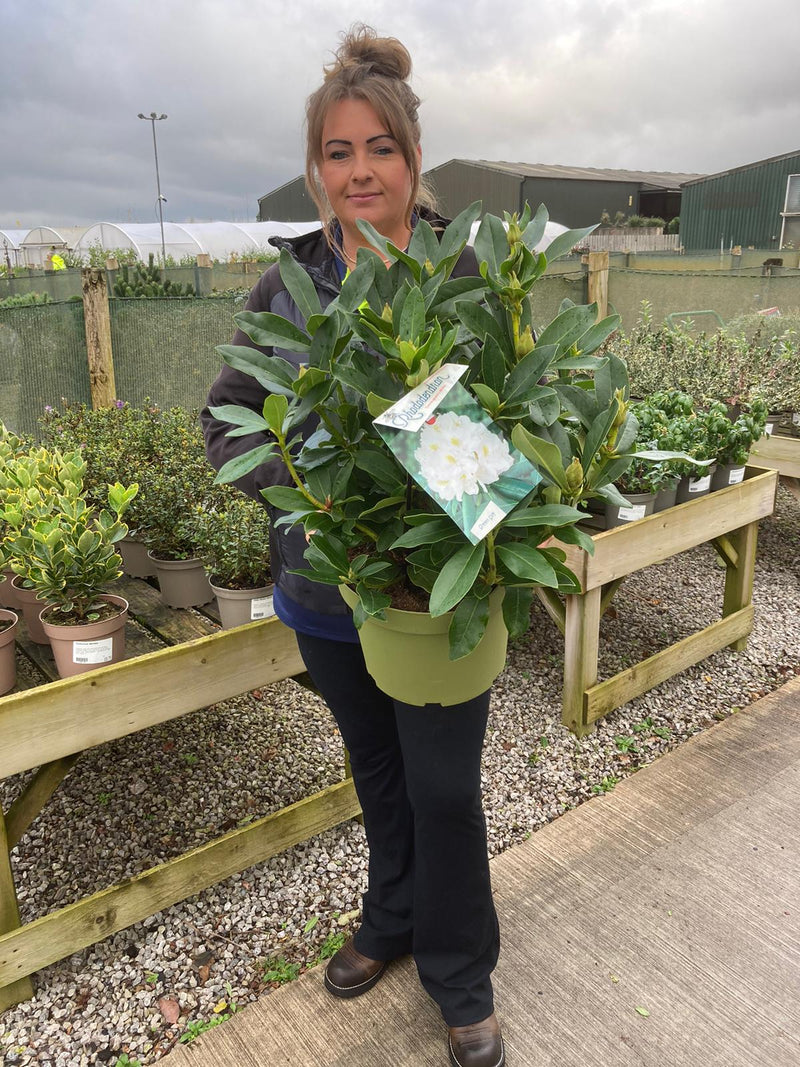 Rhododendron Hybrid Cunninghams White 10 Litre Pot