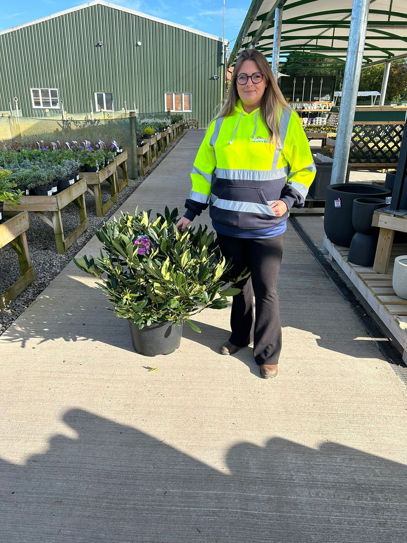 Rhododendron Hybrid Marcel Menard 25 Litre Pot 90cm Wide