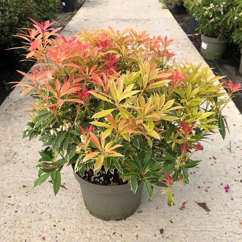 Pieris Japonica Flaming Silver 10 Litre Pot