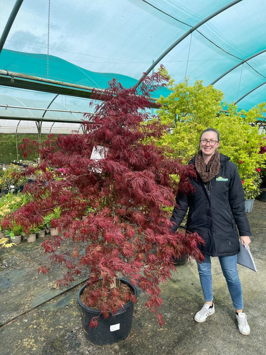 Acer palmatum Garnet 40 Litre Pot Specimen Sized