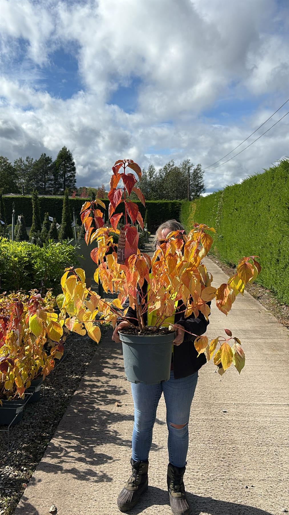 Cornus Magic Flame 10 Litre Pot