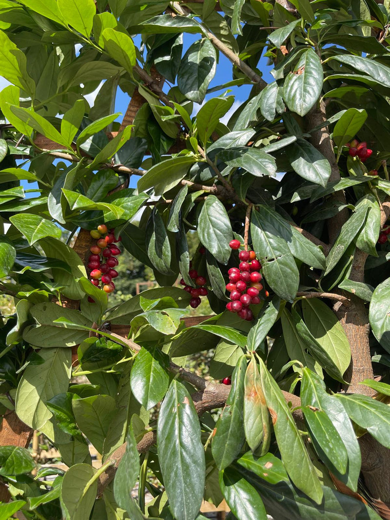 Prunus Novita Pleached Laurel Tree 150cm Stem 120x120cm Frame