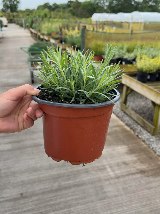 Lavender Angustifolia Munstead 2 Litre Pot