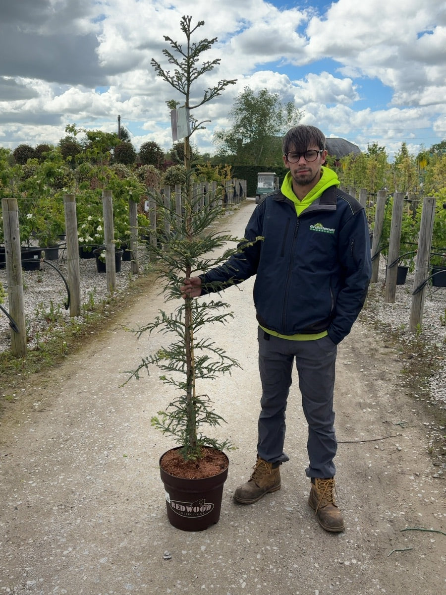 Sequoiadendron semp. Xeno 15 Litre Pot