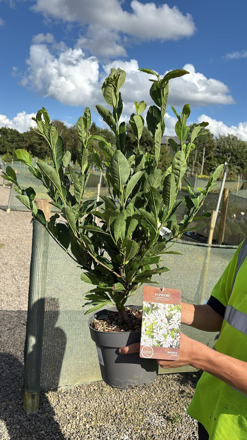 Magnolia Stellata 4 Litre Pot