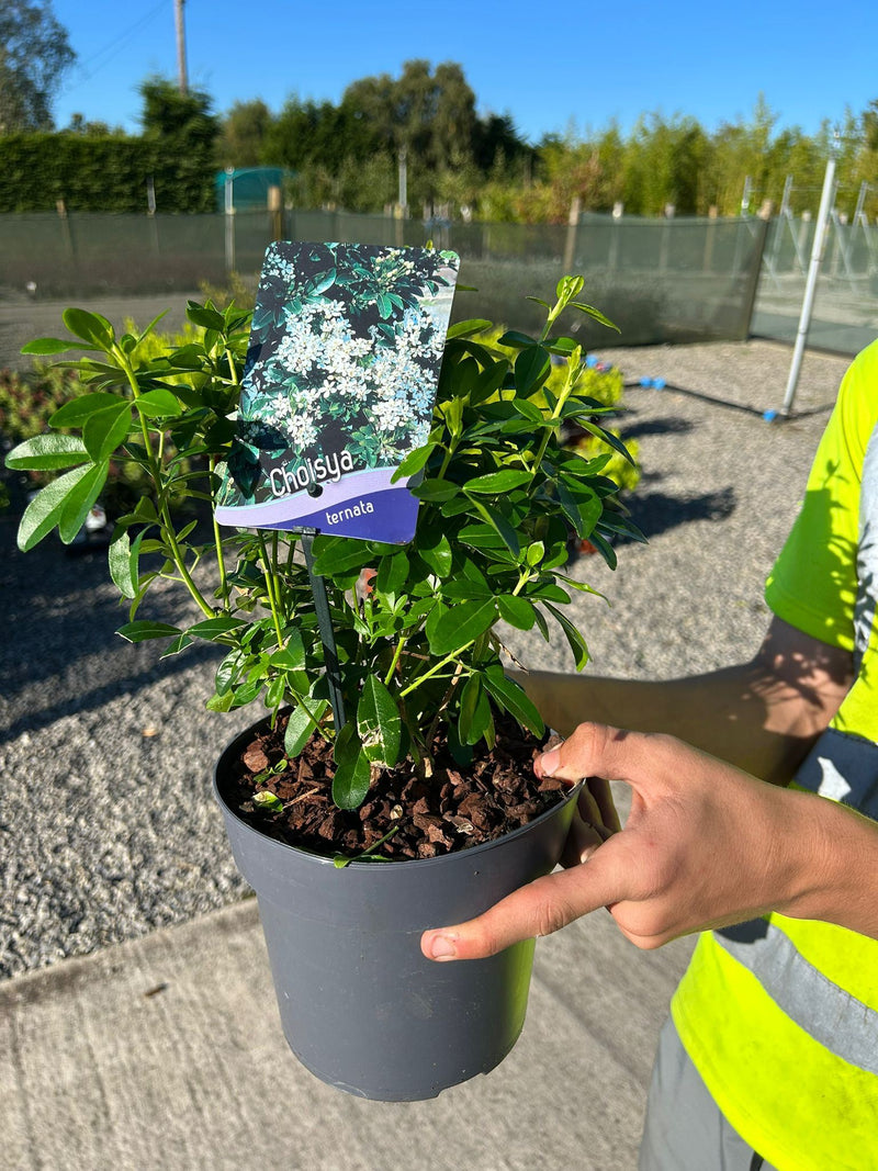 Choisya Ternata 2.5 Litre Pot