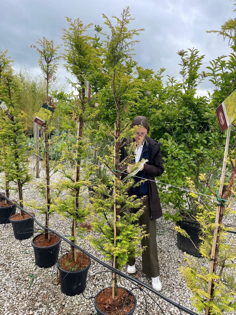 Metasequoia Amber Glow 30 Litre Pot