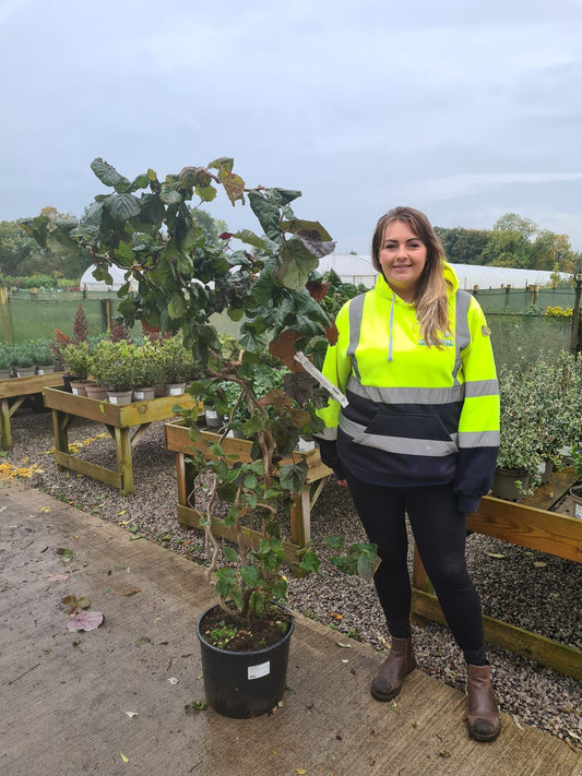 Corylus Red Majestic 20 Litre Pot 120/150cm Tall
