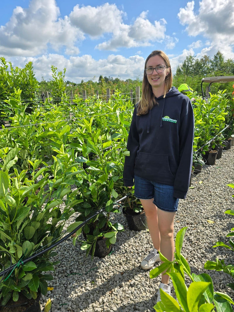 Laurel Hedging 15 Litre Pot Seconds