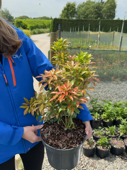 Pieris japonica Mountain Fire - Forest Flame 5 Litre Pot
