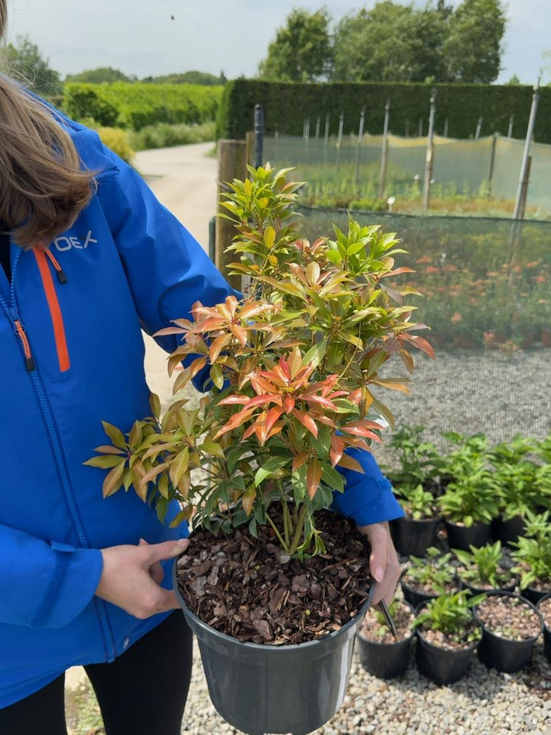 Pieris japonica Mountain Fire - Forest Flame 5 Litre Pot