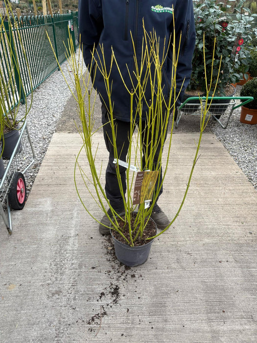 Cornus stol. Flaviramea 10 Litre Pot