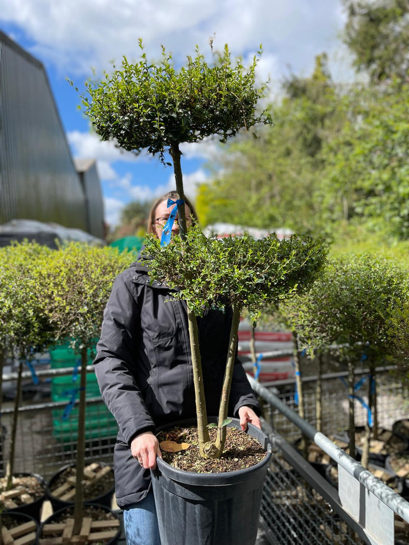 Ligustrum Delavajanum 2 Disk Plateau 30 Litre Pot 100/110cm