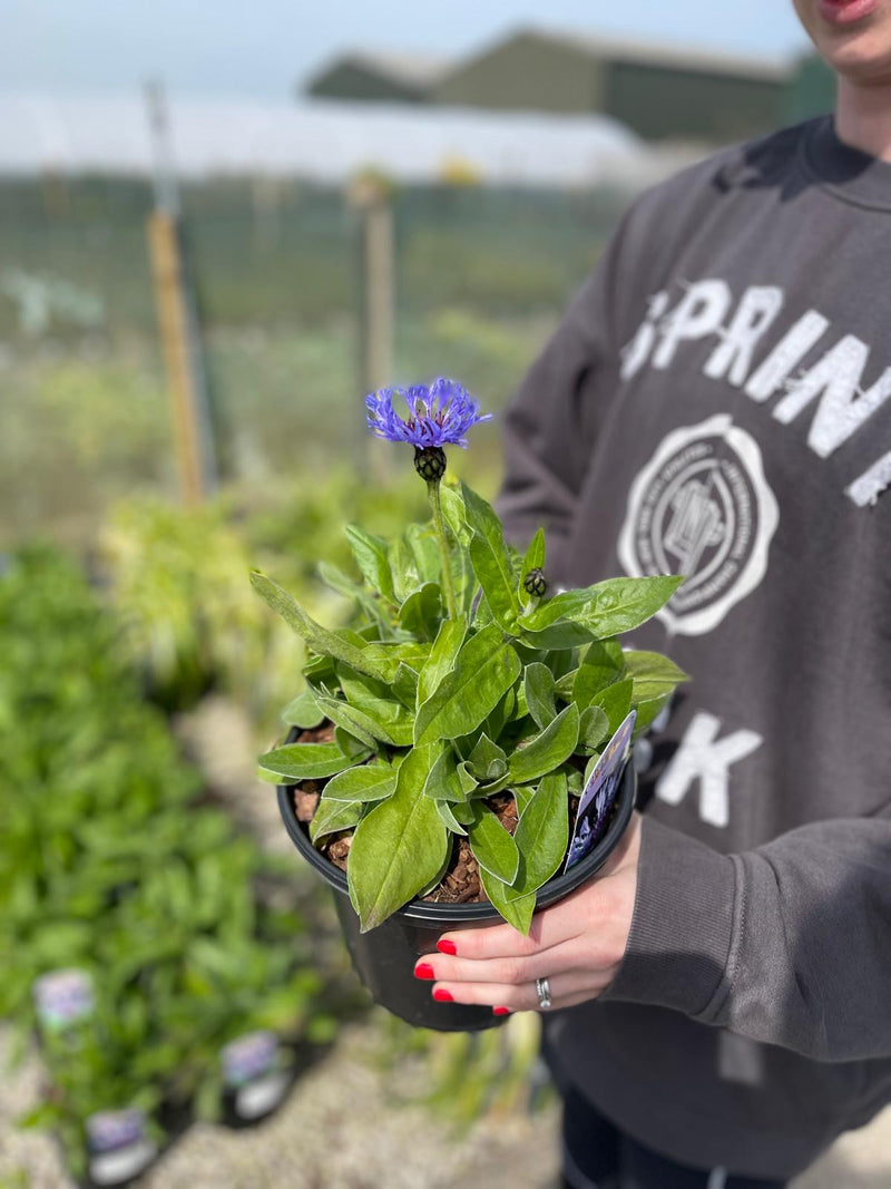 Centaurea Montana 3 Litre Pot