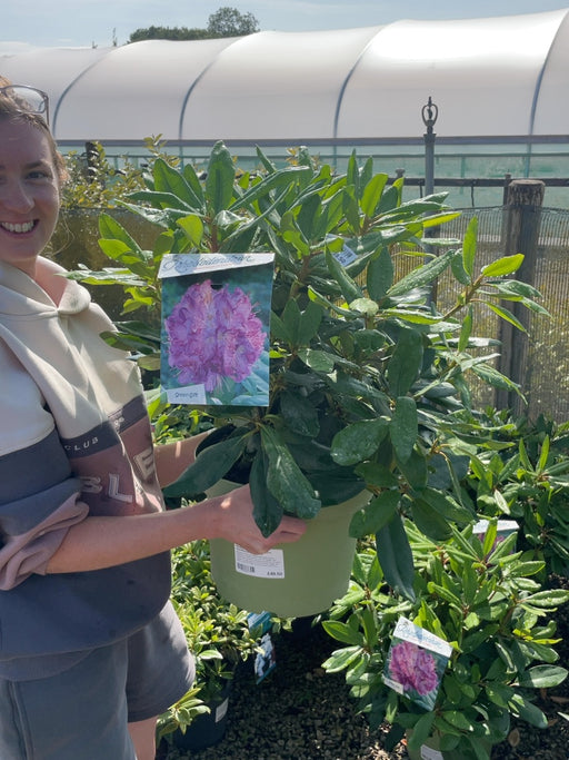 Rhododendron Hyb Catawbiense Grandiflorum 10 Litre Pot