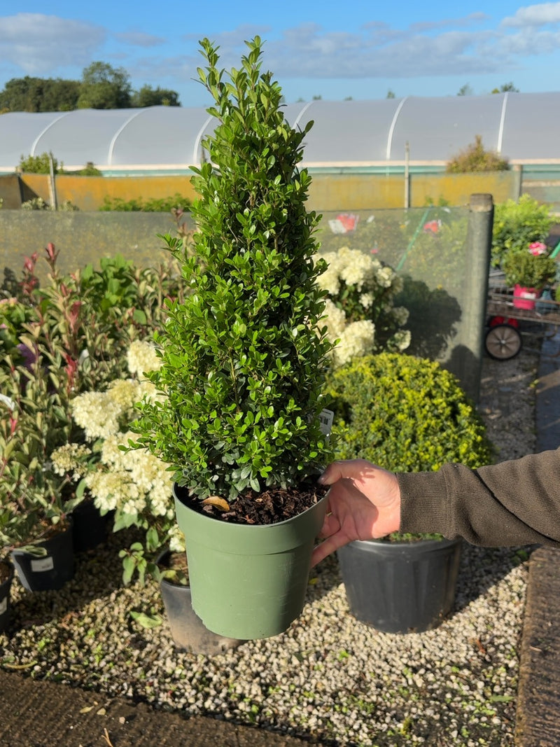 Ilex Crenata Jenny Cone 2 Litre Pot 35-40cm