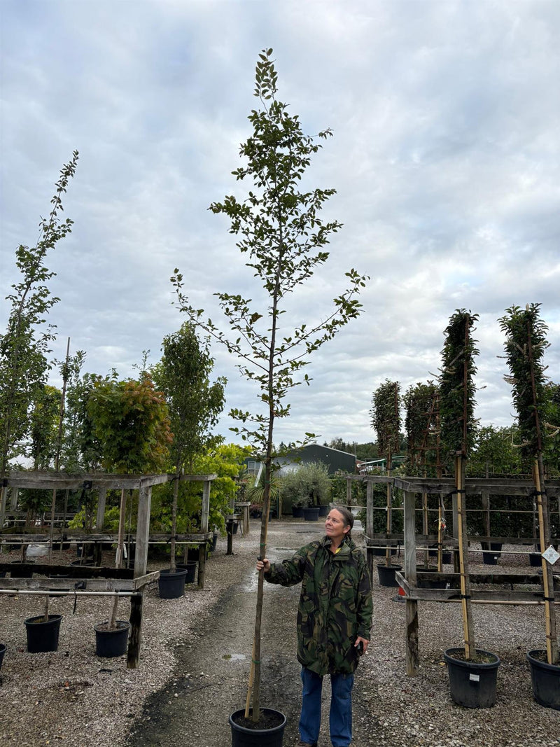 Carpinus Betulus Standard 8/10cm Girth rEADY FRO jUNE