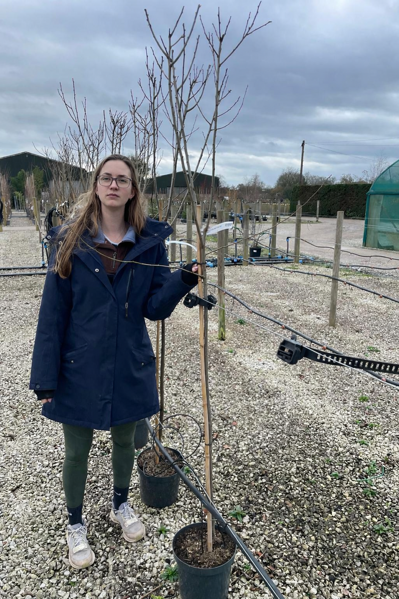 Plum Prunus Dom. Stanley 10 Litre Pot Half Standard