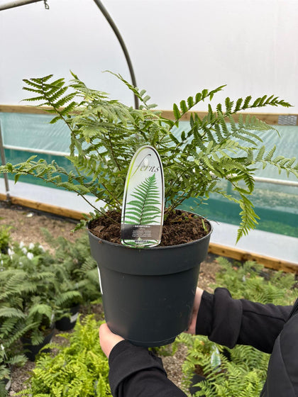 Dryopteris affinis 5 Litre Pot