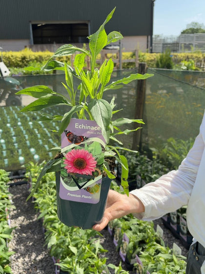 Echinacea Bolero Pink 2 Litre Pot