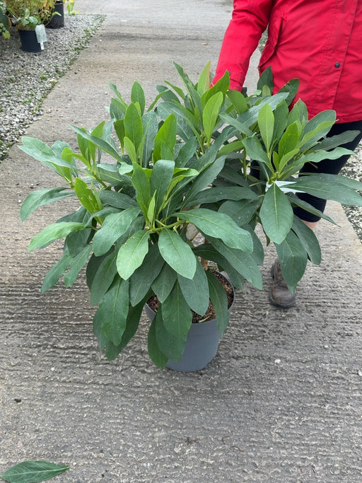 Edgeworthia chrysantha 12 Litre Pot 60-80cm