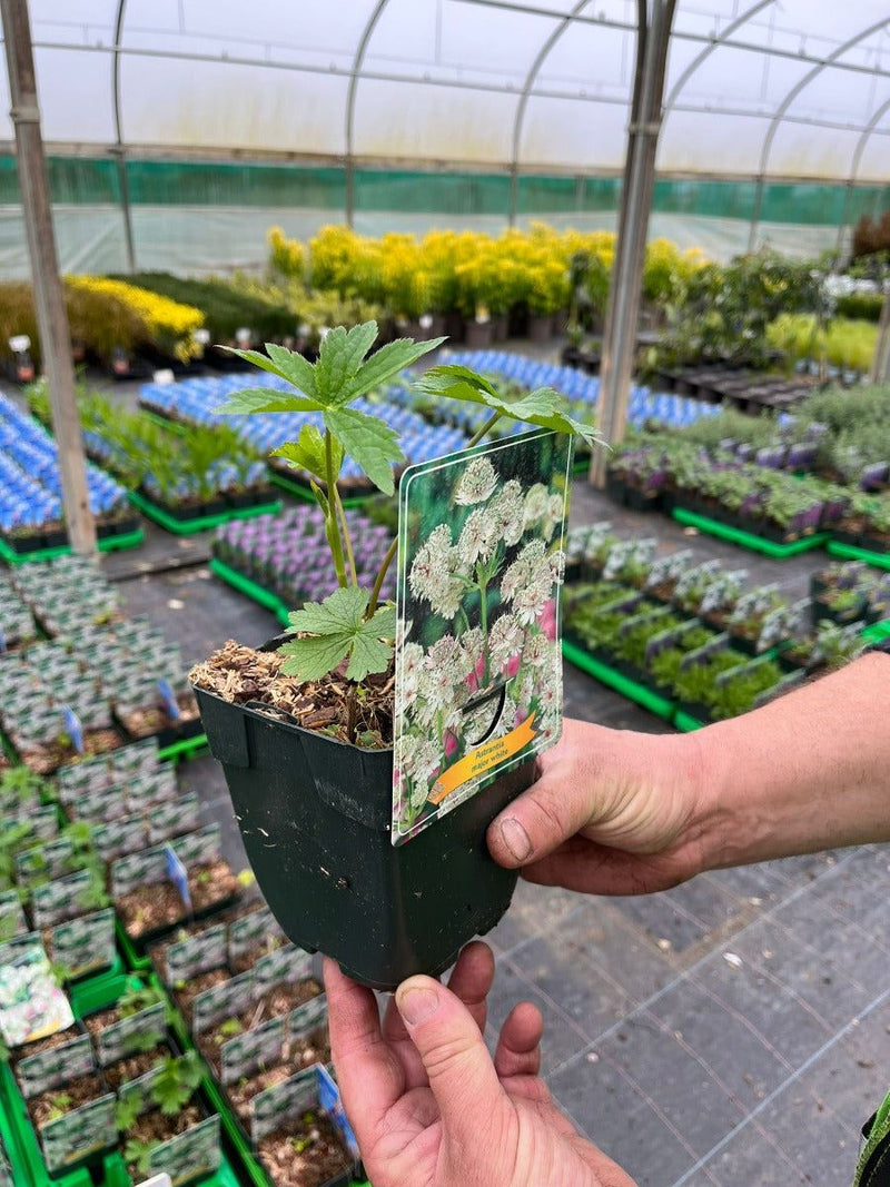 Astrantia Major White 11cm Pot