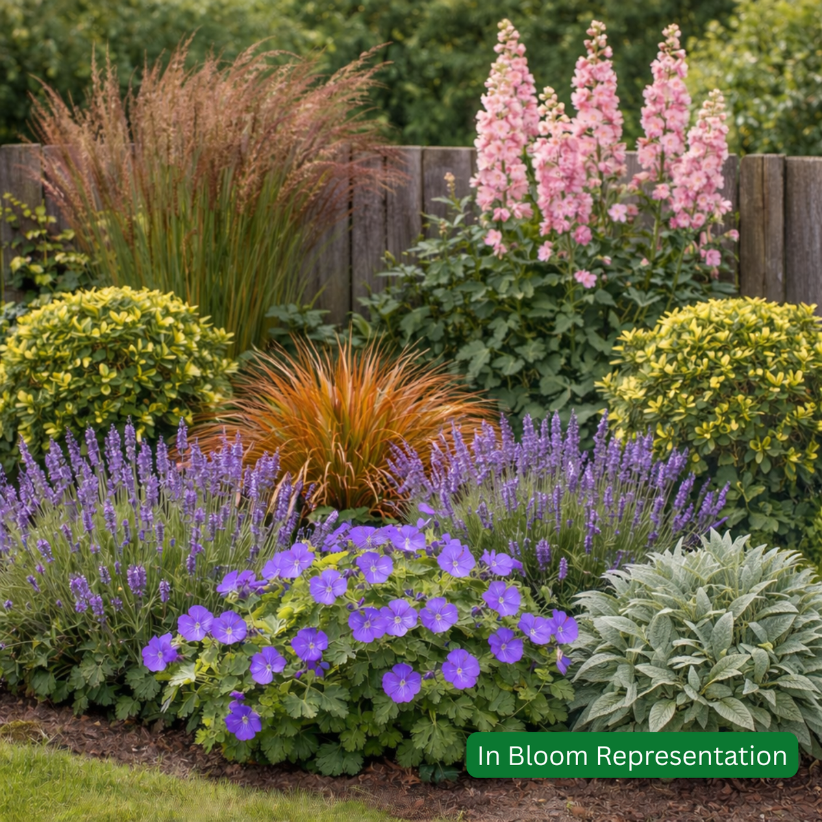 Cottage Garden Mixed Border Pack (20 Plants)