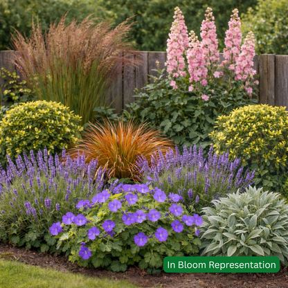 Cottage Garden Mixed Border Pack (20 Plants)