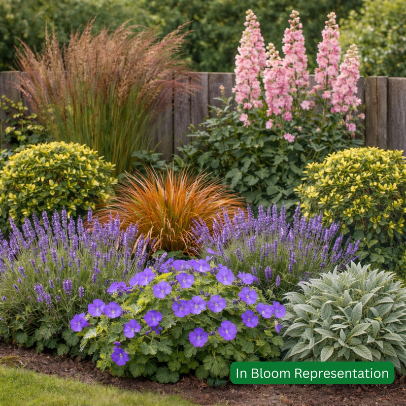 Cottage Garden Mixed Border Pack (20 Plants)