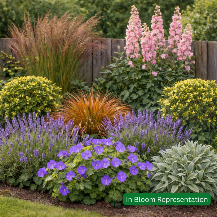 Cottage Garden Mixed Border Pack (20 Plants)