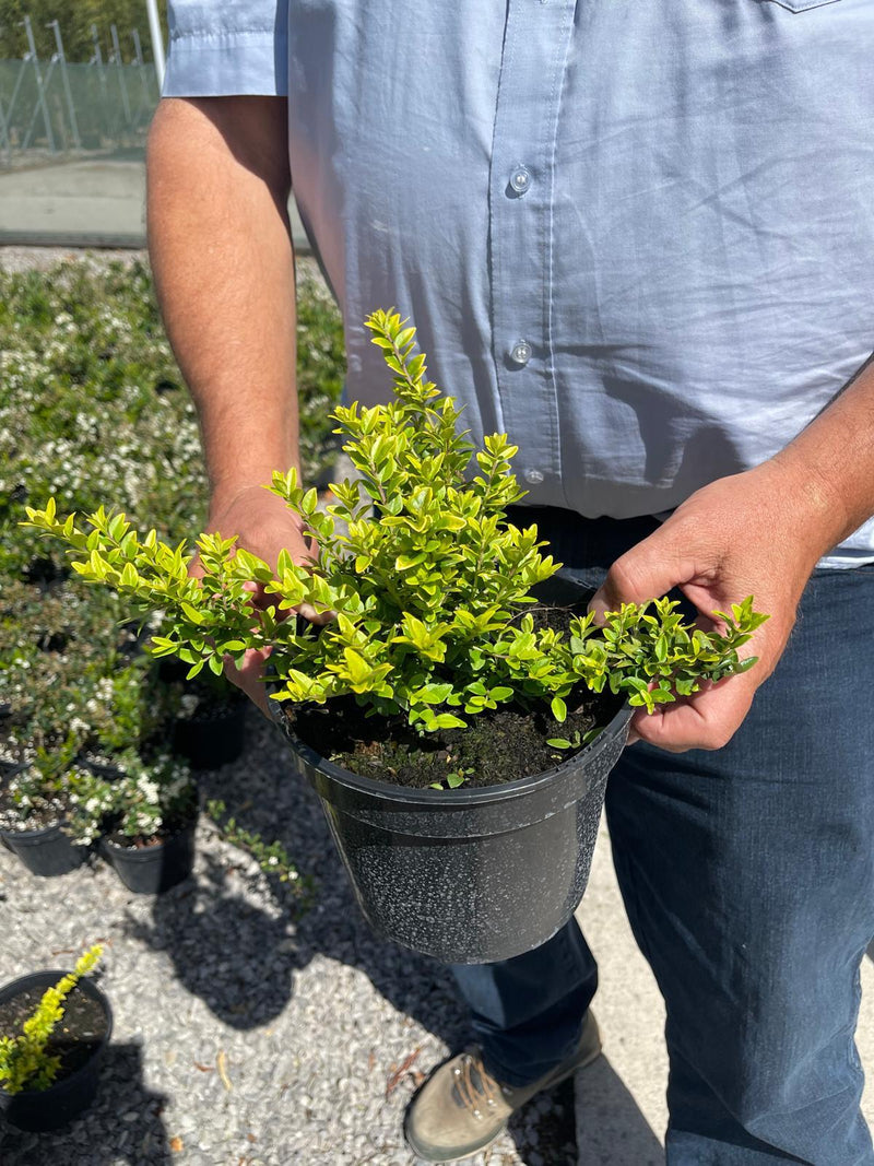 Lonicera Nit. Ophelie 3 Litre Pot