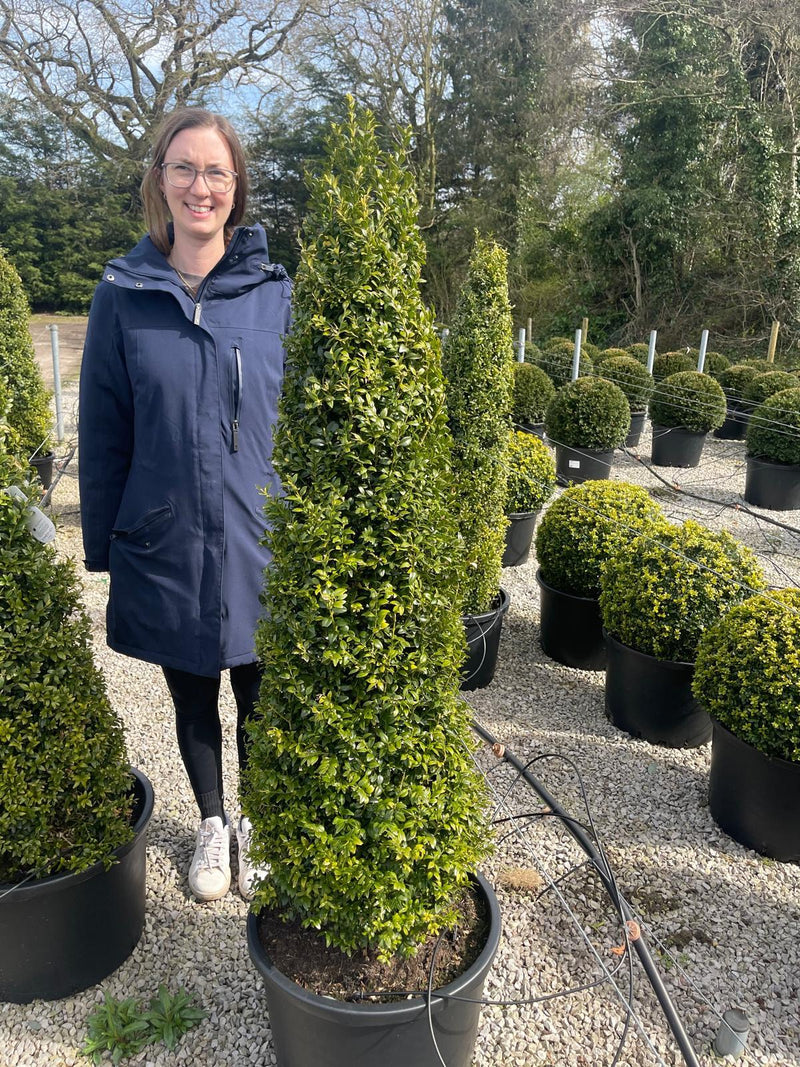 Buxus Cone 120/130cm