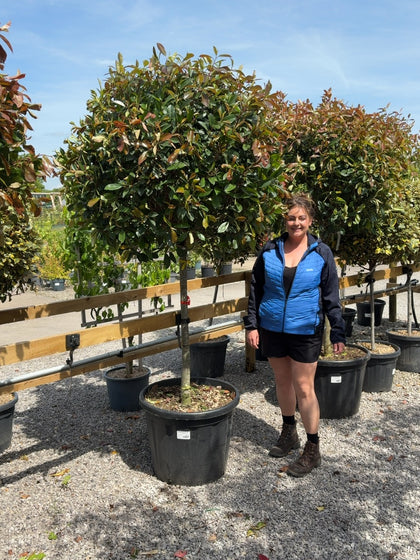 Photinia Red Robin Half Standard 110 Litre Pot Extra Size Head 100-120cm