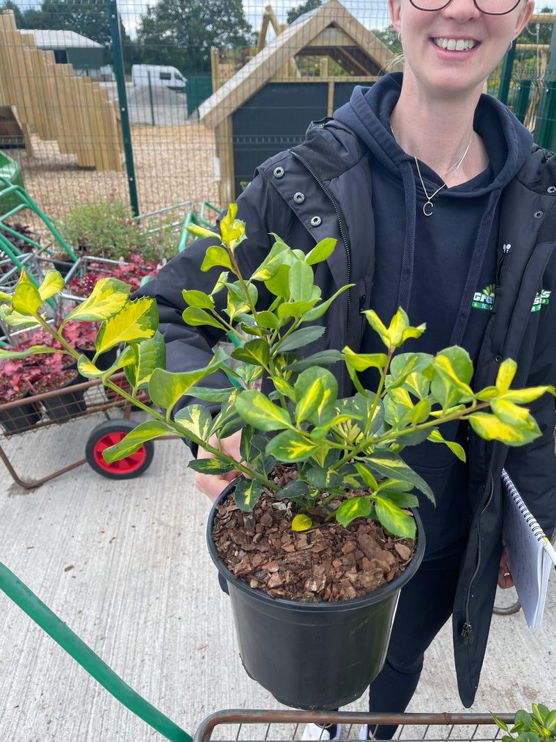 Ilex Lawsoniana 3 Litre Pot