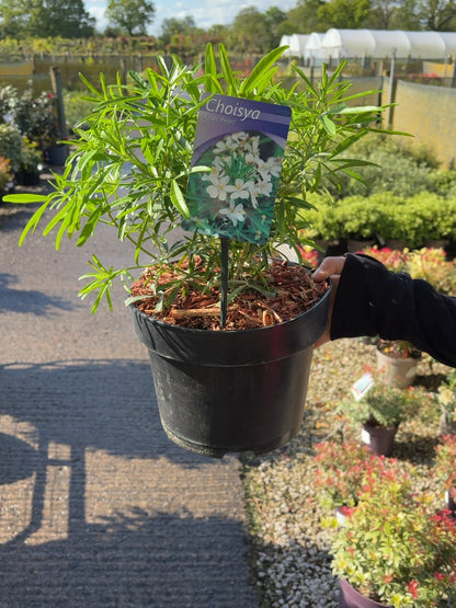 Choisya ternata Aztec Pearl 5 Litre Pot