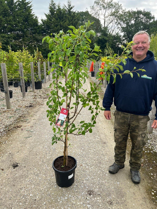 Pear Pyrus Comm. Harrow Sweet 15 Litre Pot